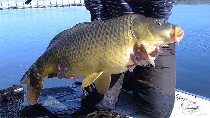Diverse - no28---26lb-common-carp---st-lawrence-river---8th-october-2006.jpg